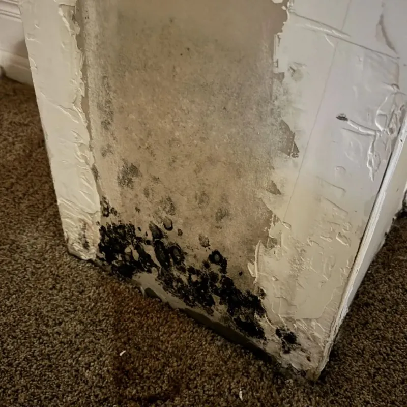 Professional Mold Removal in Oglesby, IL